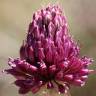 Fotografia 8 da espécie Allium sphaerocephalon do Jardim Botânico UTAD