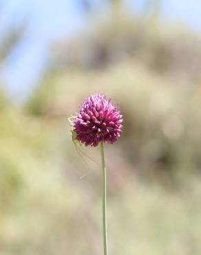 Fotografia 9 da espécie Allium sphaerocephalon no Jardim Botânico UTAD