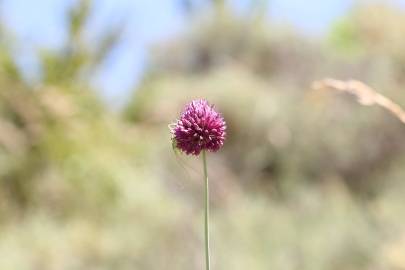 Fotografia da espécie Allium sphaerocephalon