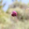 Fotografia 9 da espécie Allium sphaerocephalon do Jardim Botânico UTAD