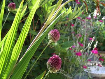 Fotografia da espécie Allium sphaerocephalon