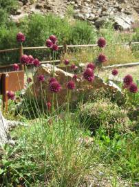 Fotografia da espécie Allium sphaerocephalon