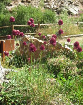 Fotografia 11 da espécie Allium sphaerocephalon no Jardim Botânico UTAD