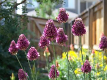 Fotografia da espécie Allium sphaerocephalon