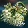 Fotografia 3 da espécie Allium victorialis do Jardim Botânico UTAD