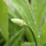 Fotografia 4 da espécie Allium victorialis do Jardim Botânico UTAD