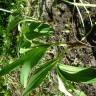 Fotografia 5 da espécie Allium victorialis do Jardim Botânico UTAD
