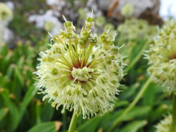 Fotografia da espécie Allium victorialis