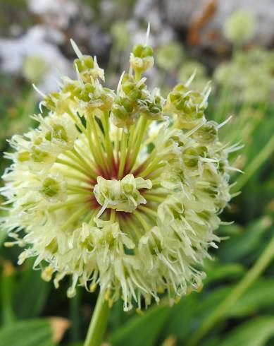 Fotografia de capa Allium victorialis - do Jardim Botânico