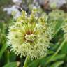 Fotografia 1 da espécie Allium victorialis do Jardim Botânico UTAD