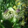 Fotografia 8 da espécie Allium victorialis do Jardim Botânico UTAD