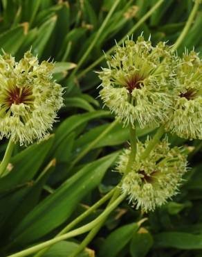 Fotografia 10 da espécie Allium victorialis no Jardim Botânico UTAD