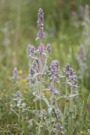 Fotografia da espécie Stachys germanica