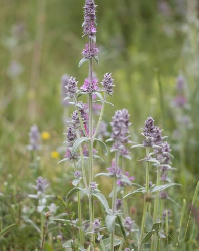 Fotografia de capa Stachys germanica - do Jardim Botânico