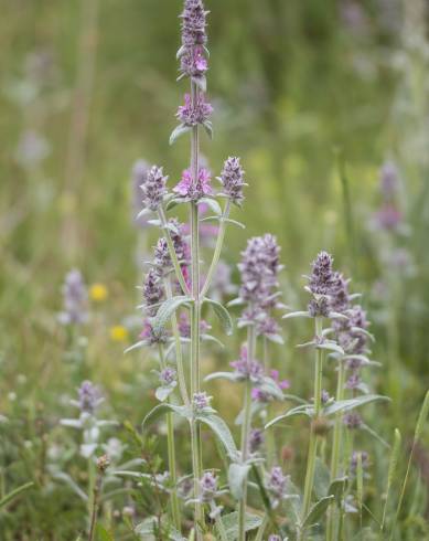 Fotografia de capa Stachys germanica - do Jardim Botânico