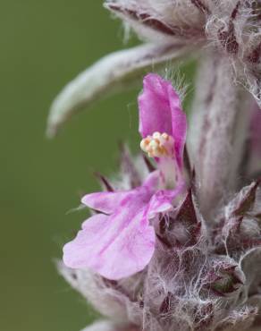 Fotografia 4 da espécie Stachys germanica no Jardim Botânico UTAD