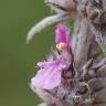 Fotografia 4 da espécie Stachys germanica do Jardim Botânico UTAD