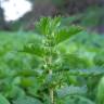 Fotografia 4 da espécie Urtica urens do Jardim Botânico UTAD