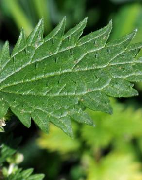 Fotografia 5 da espécie Urtica urens no Jardim Botânico UTAD