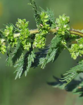 Fotografia 7 da espécie Urtica urens no Jardim Botânico UTAD