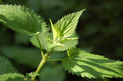 Fotografia da espécie Urtica dioica