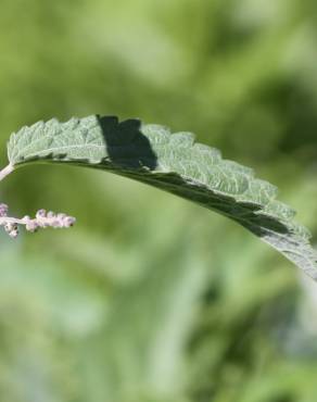 Fotografia 4 da espécie Urtica dioica no Jardim Botânico UTAD