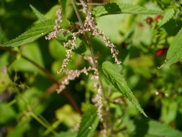 Fotografia da espécie Urtica dioica