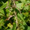 Fotografia 5 da espécie Urtica dioica do Jardim Botânico UTAD