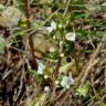 Fotografia 9 da espécie Thymus zygis subesp. zygis do Jardim Botânico UTAD