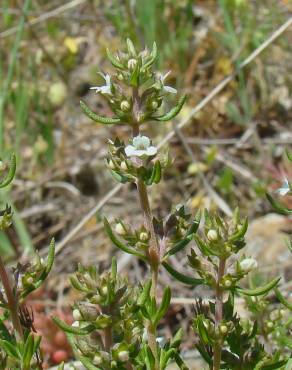 Fotografia 10 da espécie Thymus zygis subesp. zygis no Jardim Botânico UTAD