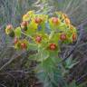 Fotografia 5 da espécie Euphorbia oxyphylla do Jardim Botânico UTAD