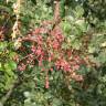 Fotografia 9 da espécie Pistacia terebinthus do Jardim Botânico UTAD