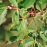 Fotografia 12 da espécie Pistacia terebinthus do Jardim Botânico UTAD