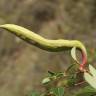 Fotografia 14 da espécie Pistacia terebinthus do Jardim Botânico UTAD