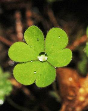 Fotografia 8 da espécie Oxalis corniculata subesp. corniculata no Jardim Botânico UTAD