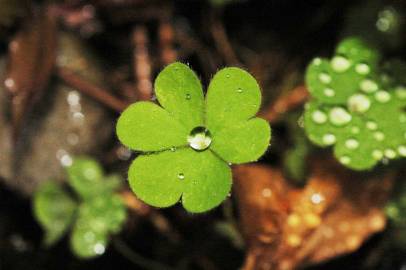 Fotografia da espécie Oxalis corniculata subesp. corniculata