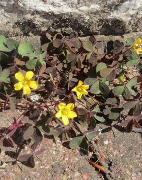 Fotografia 9 da espécie Oxalis corniculata subesp. corniculata no Jardim Botânico UTAD