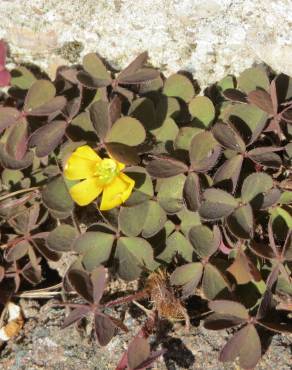 Fotografia 10 da espécie Oxalis corniculata subesp. corniculata no Jardim Botânico UTAD