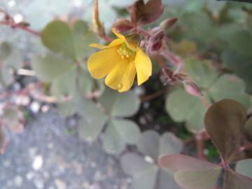 Fotografia da espécie Oxalis corniculata subesp. corniculata