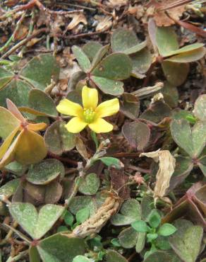 Fotografia 13 da espécie Oxalis corniculata subesp. corniculata no Jardim Botânico UTAD