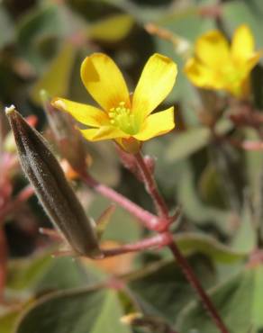 Fotografia 14 da espécie Oxalis corniculata subesp. corniculata no Jardim Botânico UTAD