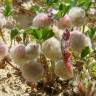 Fotografia 12 da espécie Trifolium tomentosum do Jardim Botânico UTAD