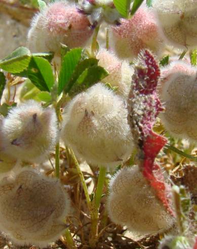 Fotografia de capa Trifolium tomentosum - do Jardim Botânico