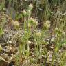 Fotografia 5 da espécie Plantago afra do Jardim Botânico UTAD