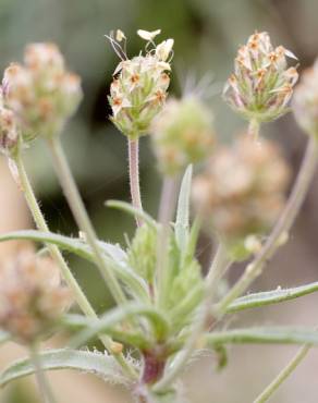 Fotografia 6 da espécie Plantago afra no Jardim Botânico UTAD