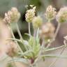 Fotografia 6 da espécie Plantago afra do Jardim Botânico UTAD