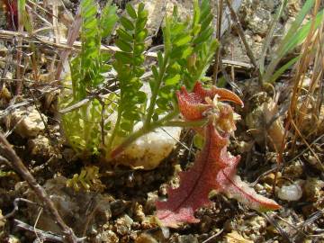 Fotografia da espécie Astragalus pelecinus subesp. pelecinus