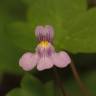 Fotografia 8 da espécie Cymbalaria muralis subesp. muralis do Jardim Botânico UTAD