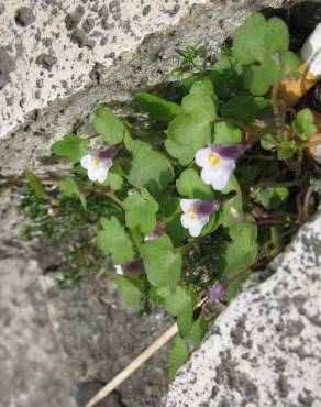 Fotografia 10 da espécie Cymbalaria muralis subesp. muralis no Jardim Botânico UTAD