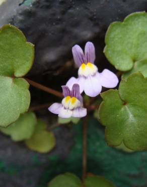 Fotografia 11 da espécie Cymbalaria muralis subesp. muralis no Jardim Botânico UTAD